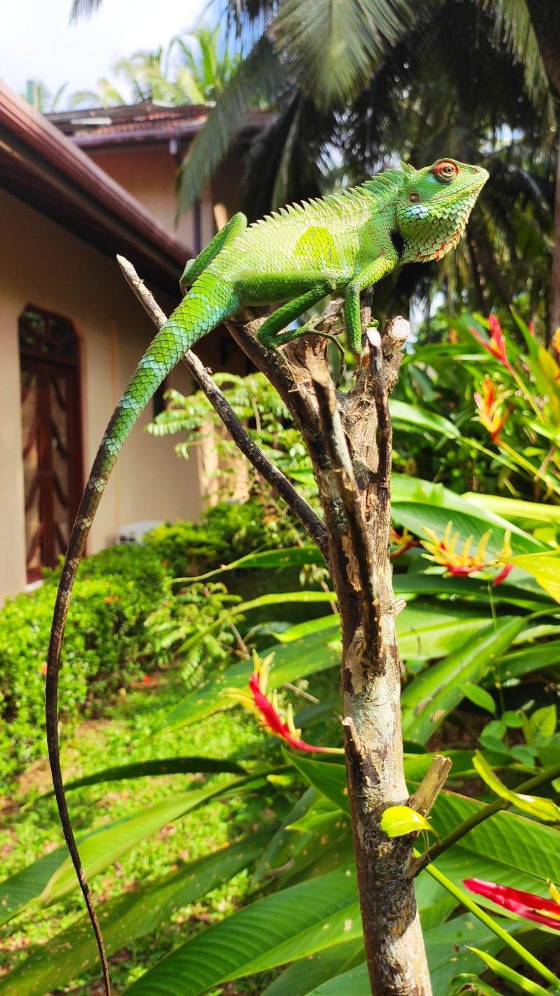 King Coconut Lodge Habaraduwa Central المظهر الخارجي الصورة