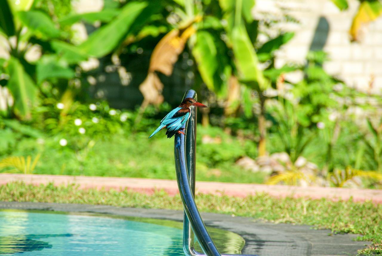 King Coconut Lodge Habaraduwa Central المظهر الخارجي الصورة